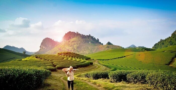 Trọn Gói Giá Tour Mộc Châu 2 Ngày 1 Đêm Dịch Vụ Chi Tiết