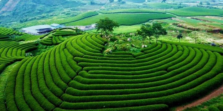 Thời Gian Lý Tưởng Để Trải Nghiệm Chuyến Đi Mộc Châu 2 Ngày 1 Đêm