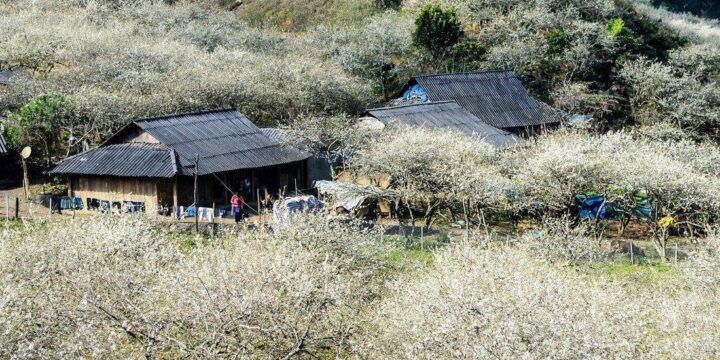 Top 5 Đặc Sản Mộc Châu Nhất Định Phải Thưởng Thức