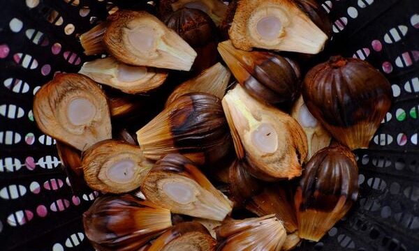 Hướng Dẫn Du Khách Đăng Ký Tour Cần Giờ 1 Ngày 2025